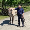 Policjanci złapali… konia